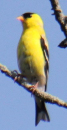 American Goldfinch - ML619746872