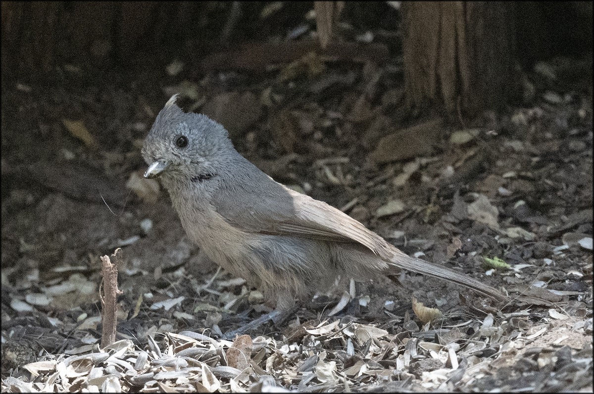 Juniper Titmouse - ML619746897