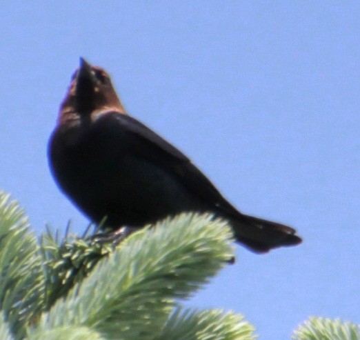 Brown-headed Cowbird - ML619746904