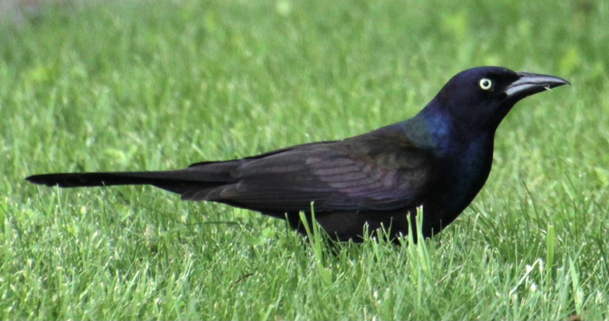 Common Grackle (Bronzed) - ML619746909