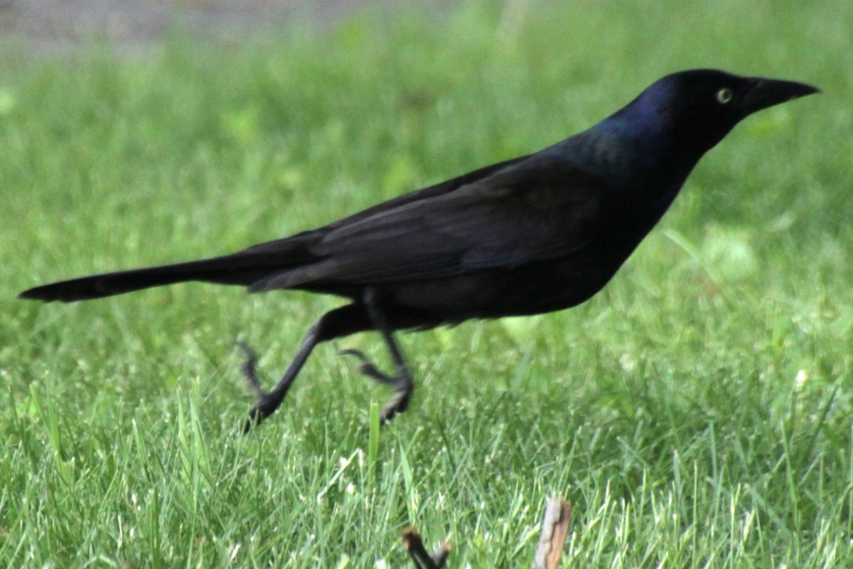 Common Grackle (Bronzed) - ML619746910