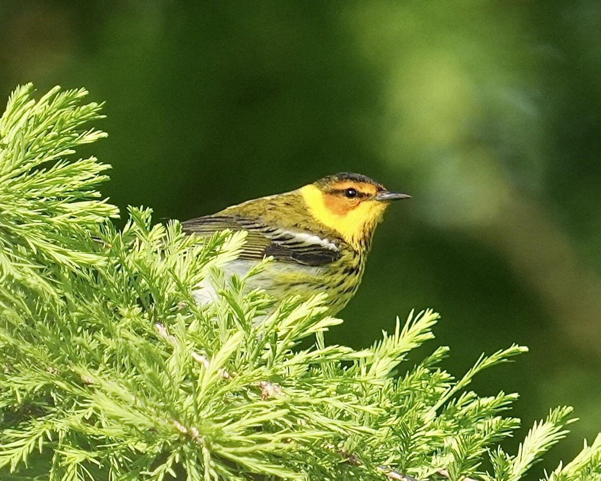 Magnolia Warbler - ML619746914