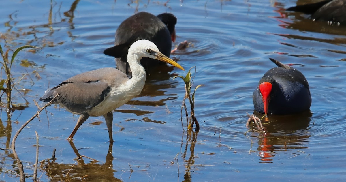 Pied Heron - ML619746917