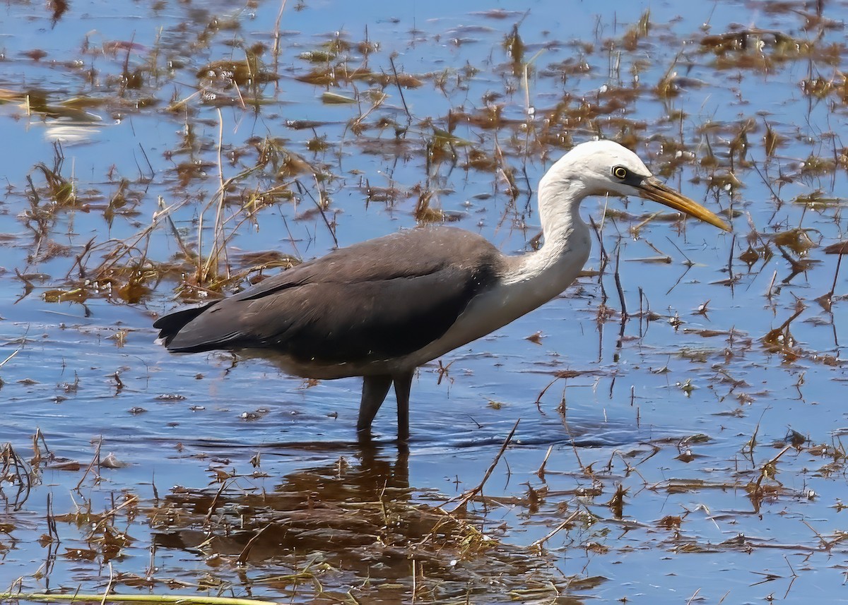 Pied Heron - ML619746926