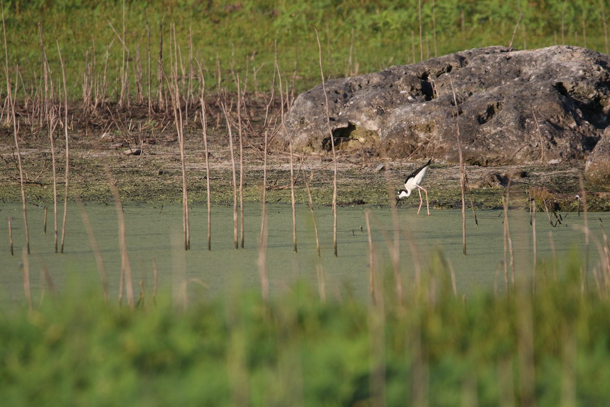 Black-necked Stilt - ML619746929