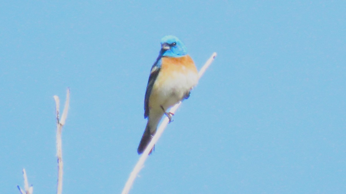 Lazuli Bunting - ML619746930