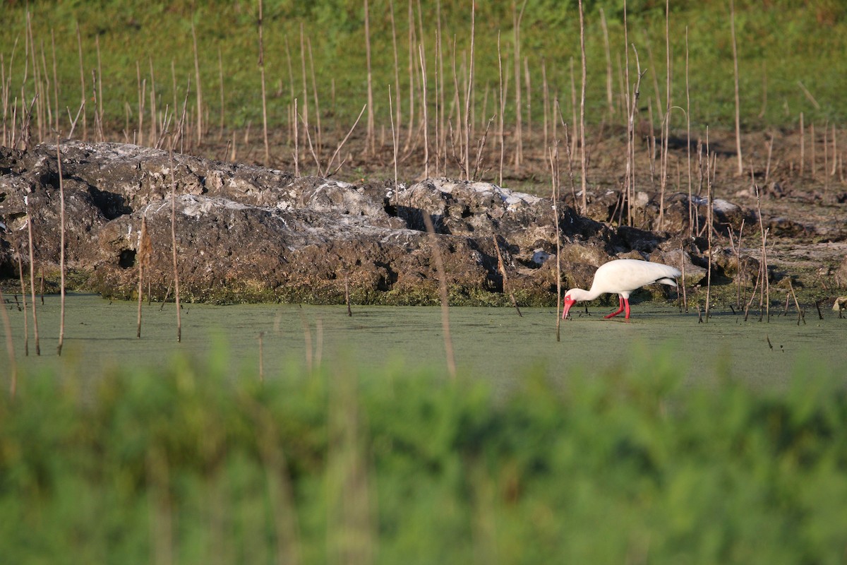 White Ibis - ML619746941