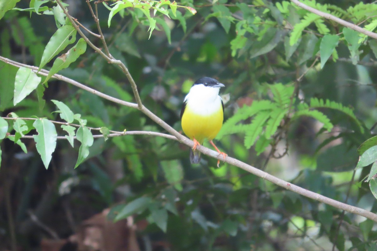 Manakin à col blanc - ML619746956