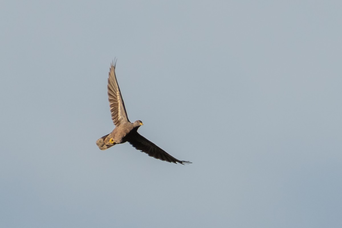 Band-tailed Pigeon - ML619746963