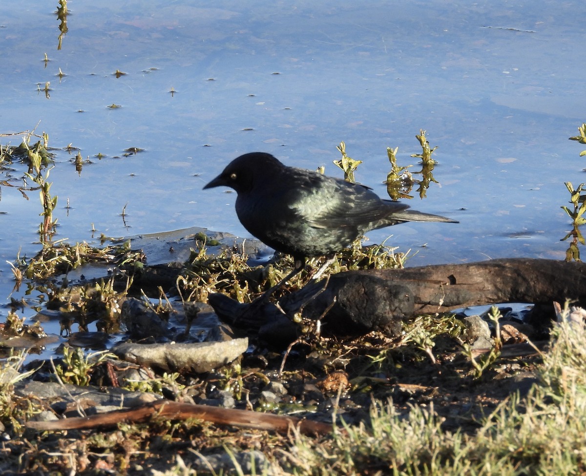 Brewer's Blackbird - ML619746968