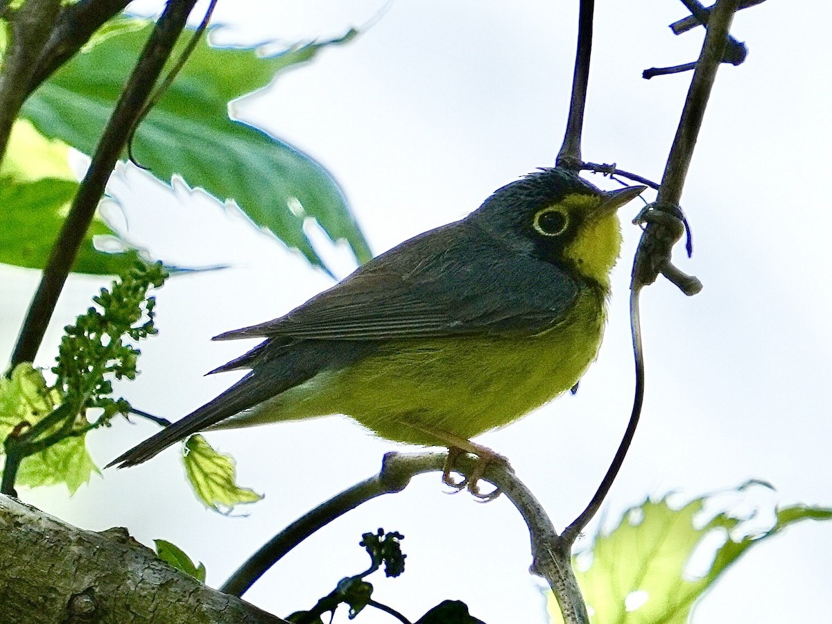 Canada Warbler - ML619746969