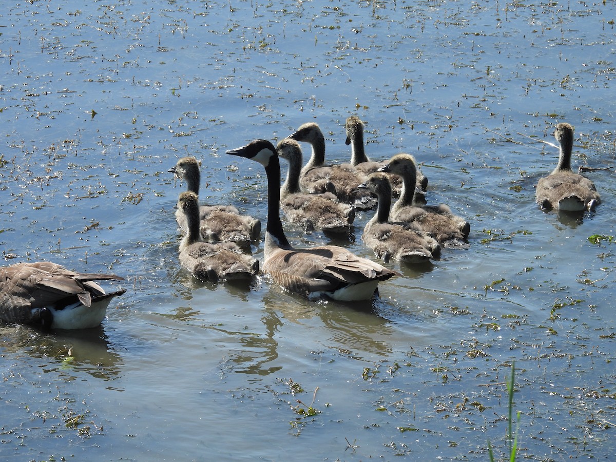 Canada Goose - Kathy Springer