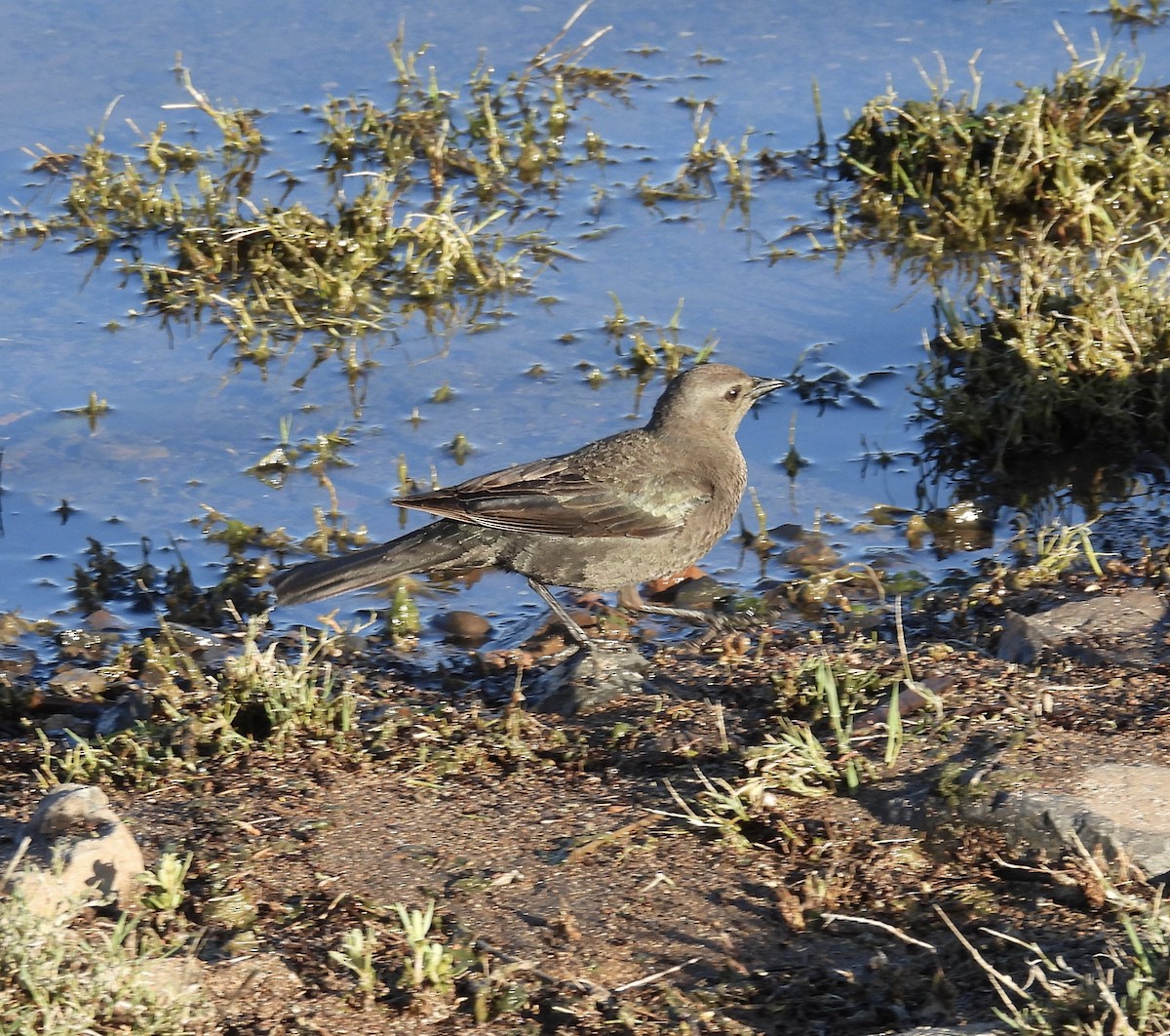 Brewer's Blackbird - ML619746976