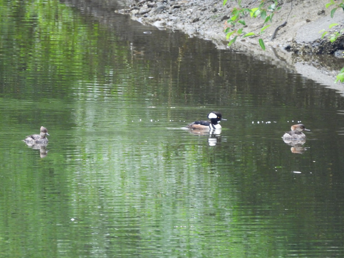 Hooded Merganser - ML619746978