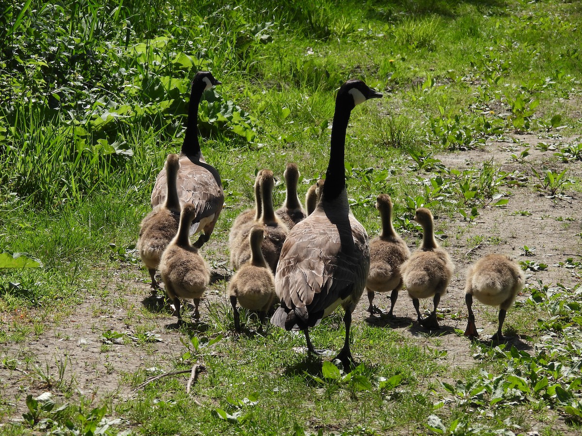 Canada Goose - ML619746984