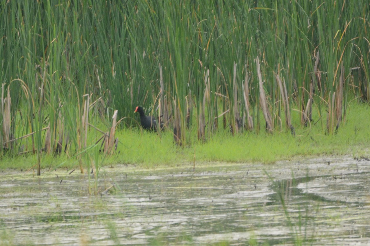 Common Gallinule - ML619746990