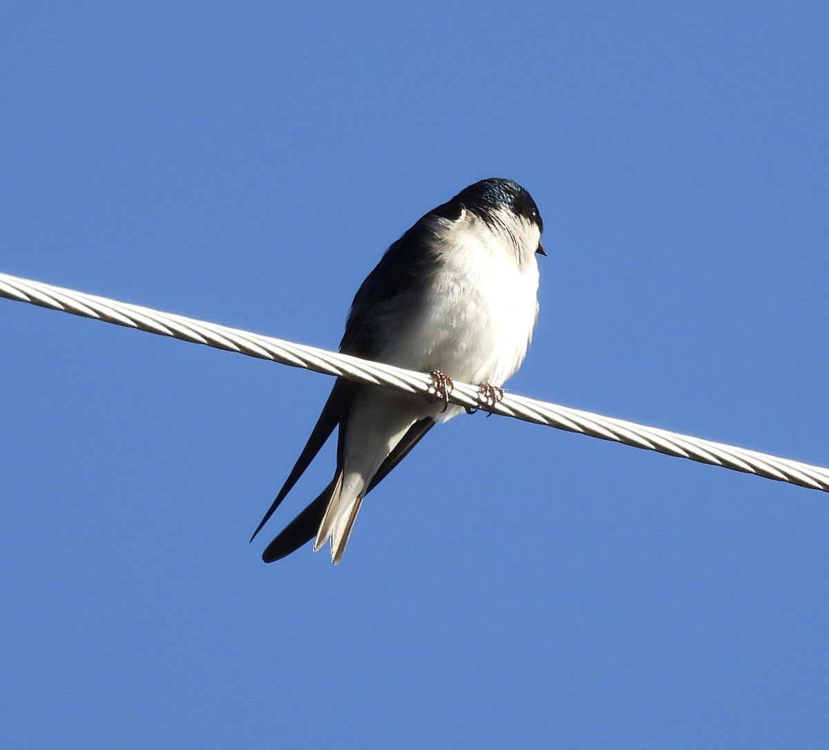 Tree Swallow - ML619746991