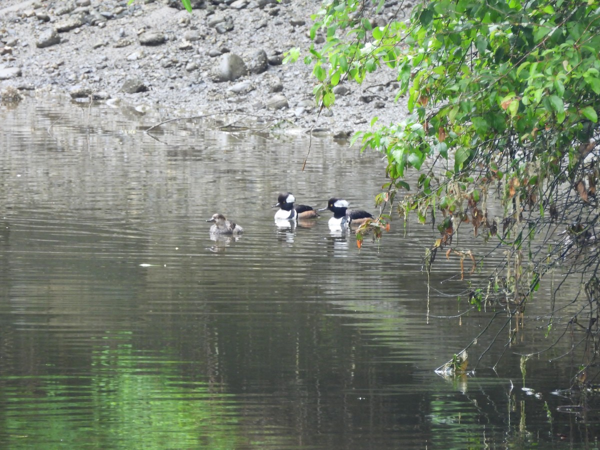 Hooded Merganser - ML619747007