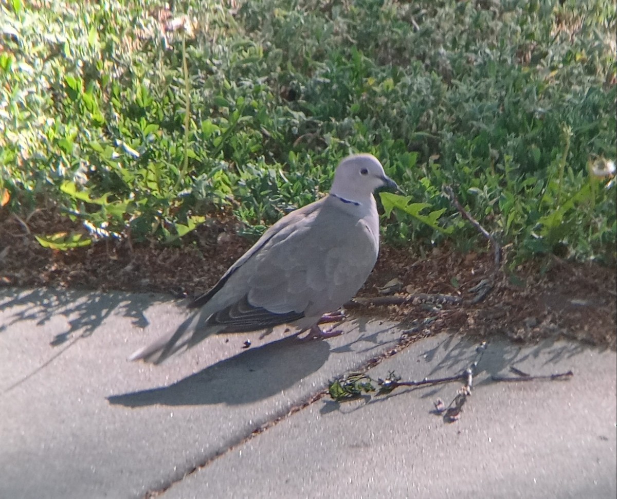 Eurasian Collared-Dove - ML619747014