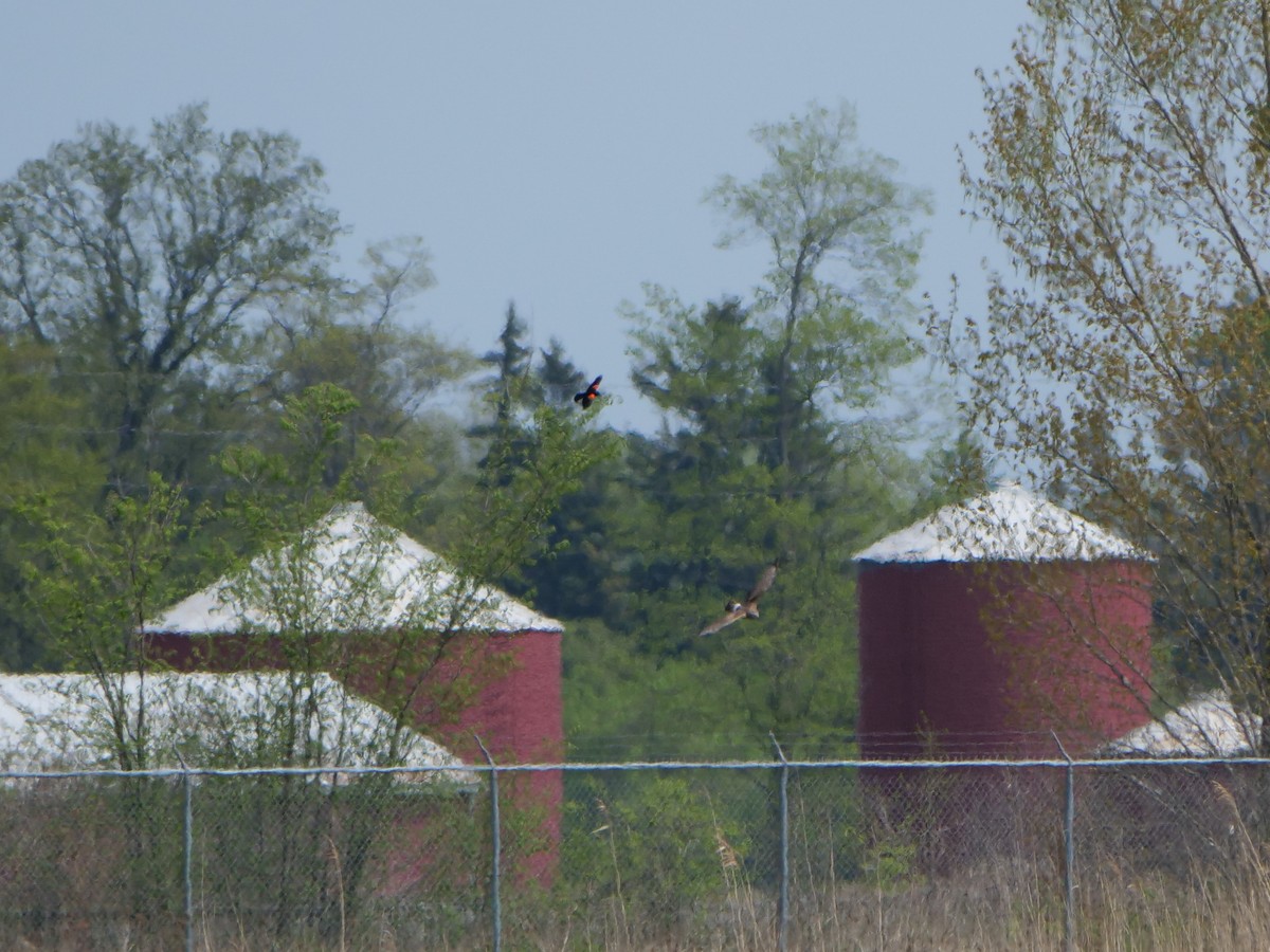 Northern Harrier - ML619747017