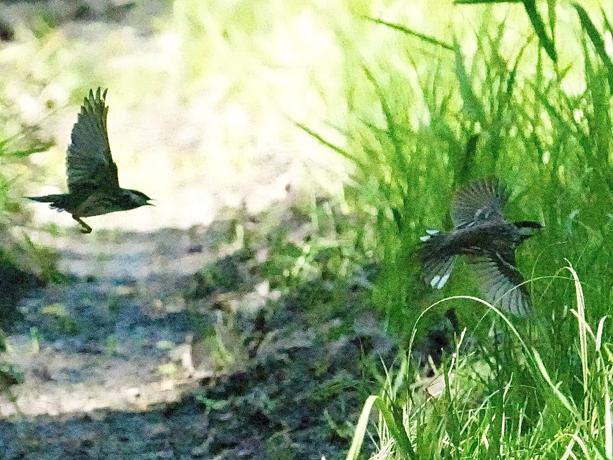 Streifenwaldsänger - ML619747040