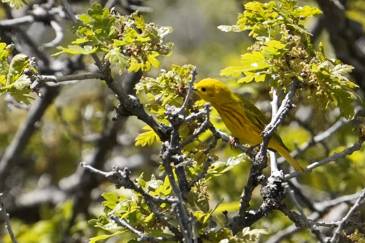 Yellow Warbler - ML619747051