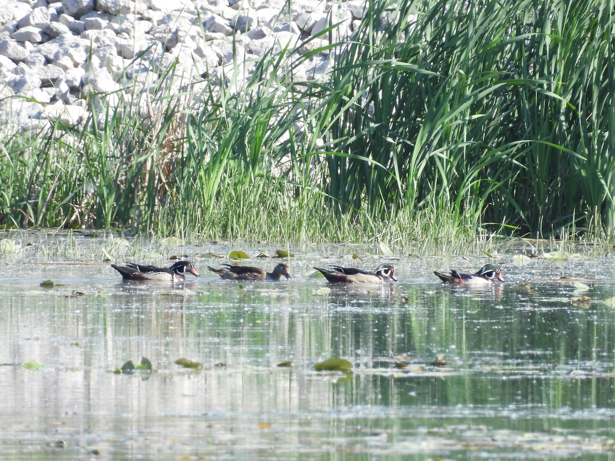 Wood Duck - ML619747068