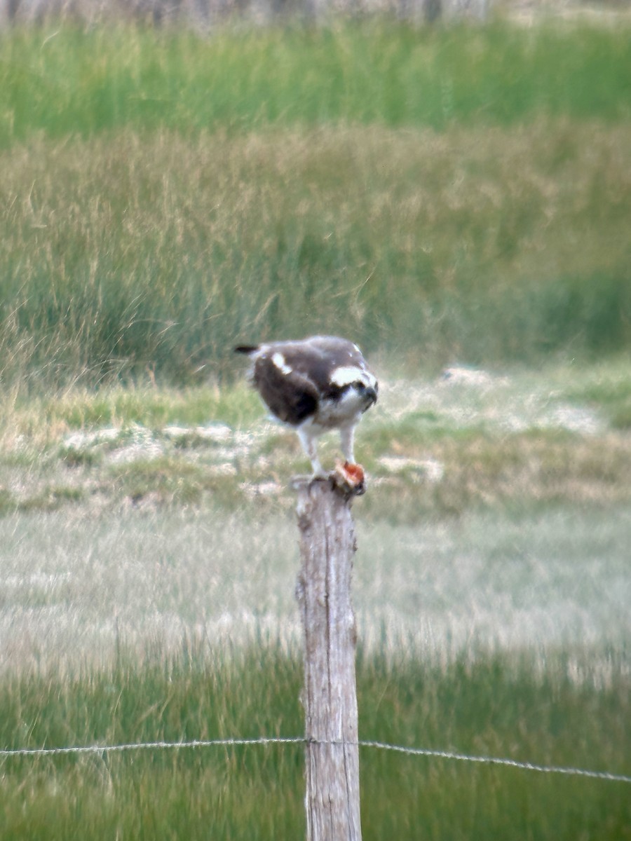 Osprey - ML619747081