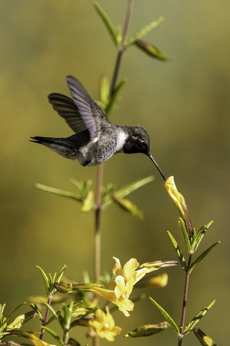 Black-chinned Hummingbird - ML619747083