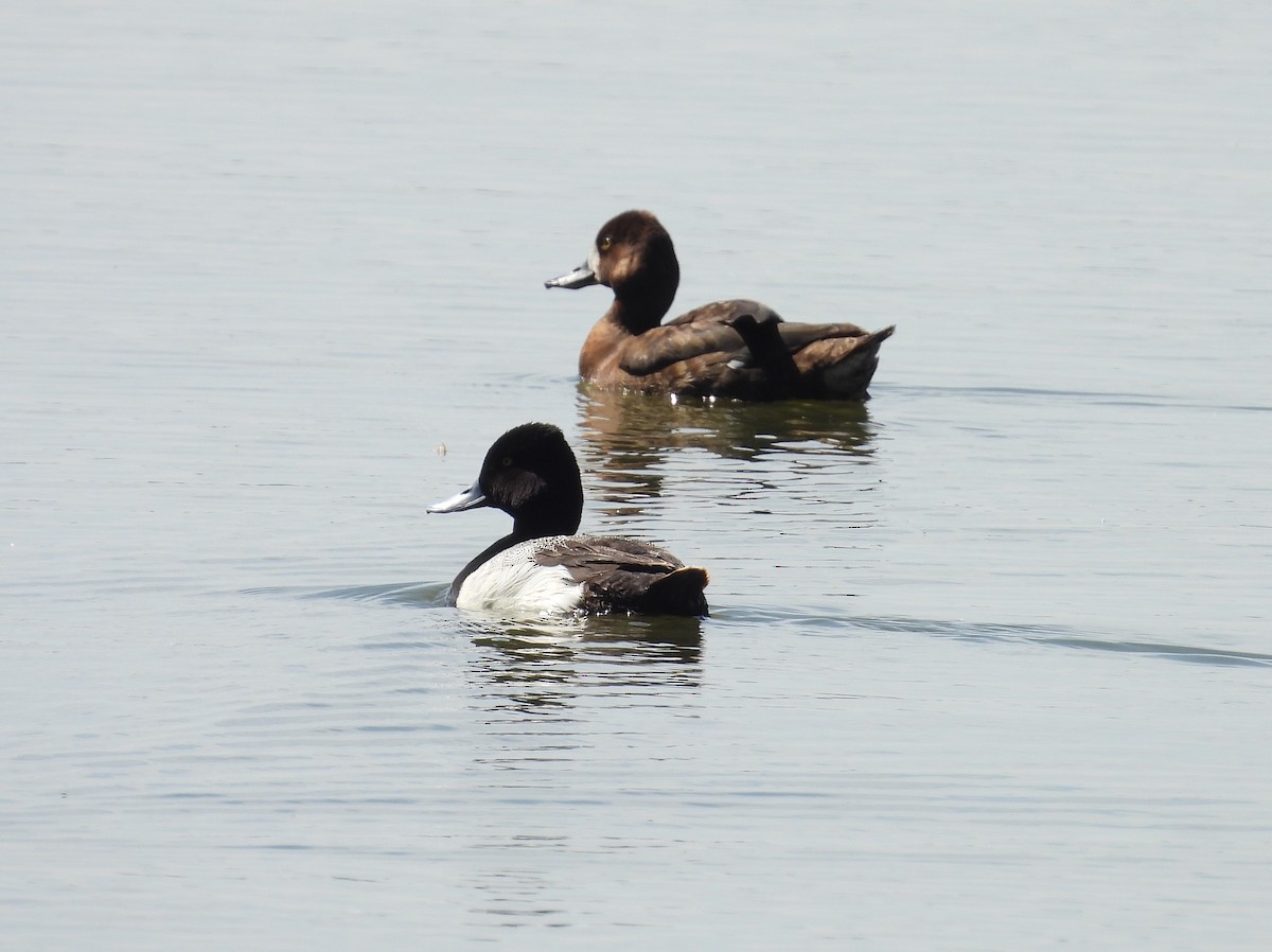 Lesser Scaup - ML619747084