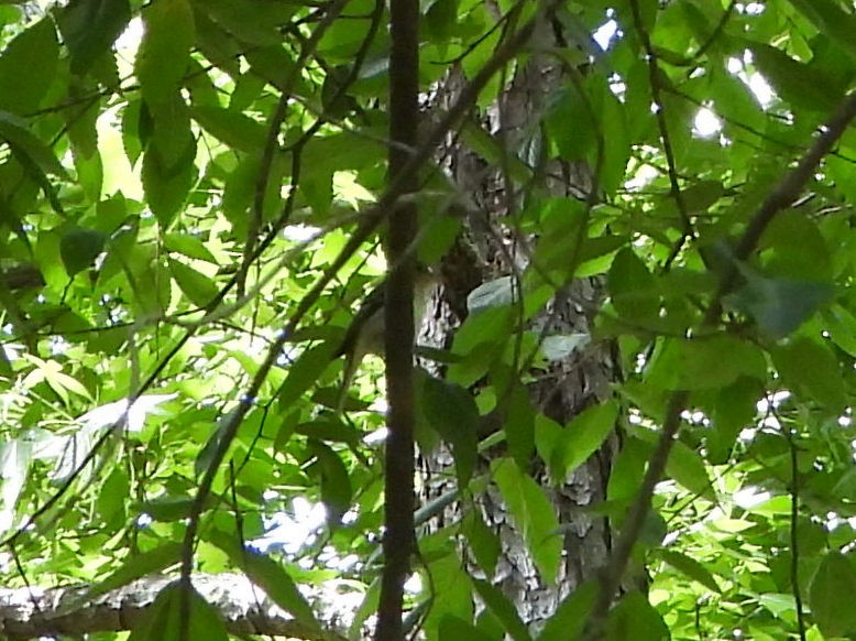 Acadian Flycatcher - ML619747086