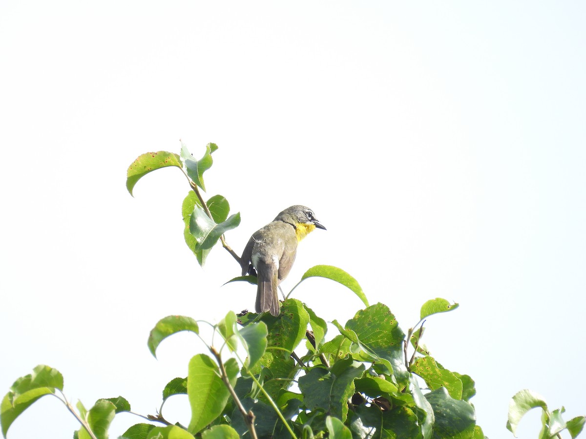 Yellow-breasted Chat - ML619747087