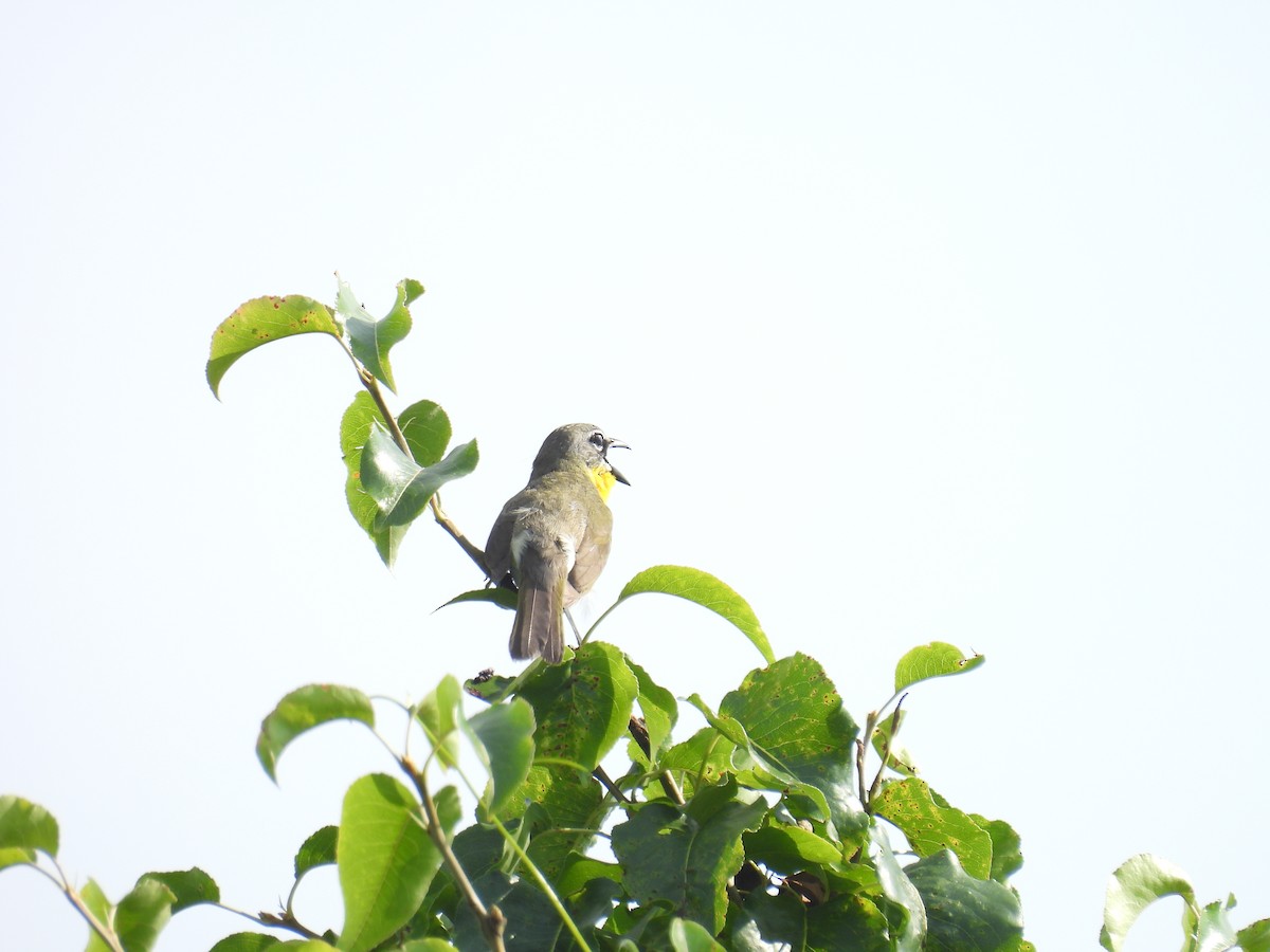 Yellow-breasted Chat - ML619747089