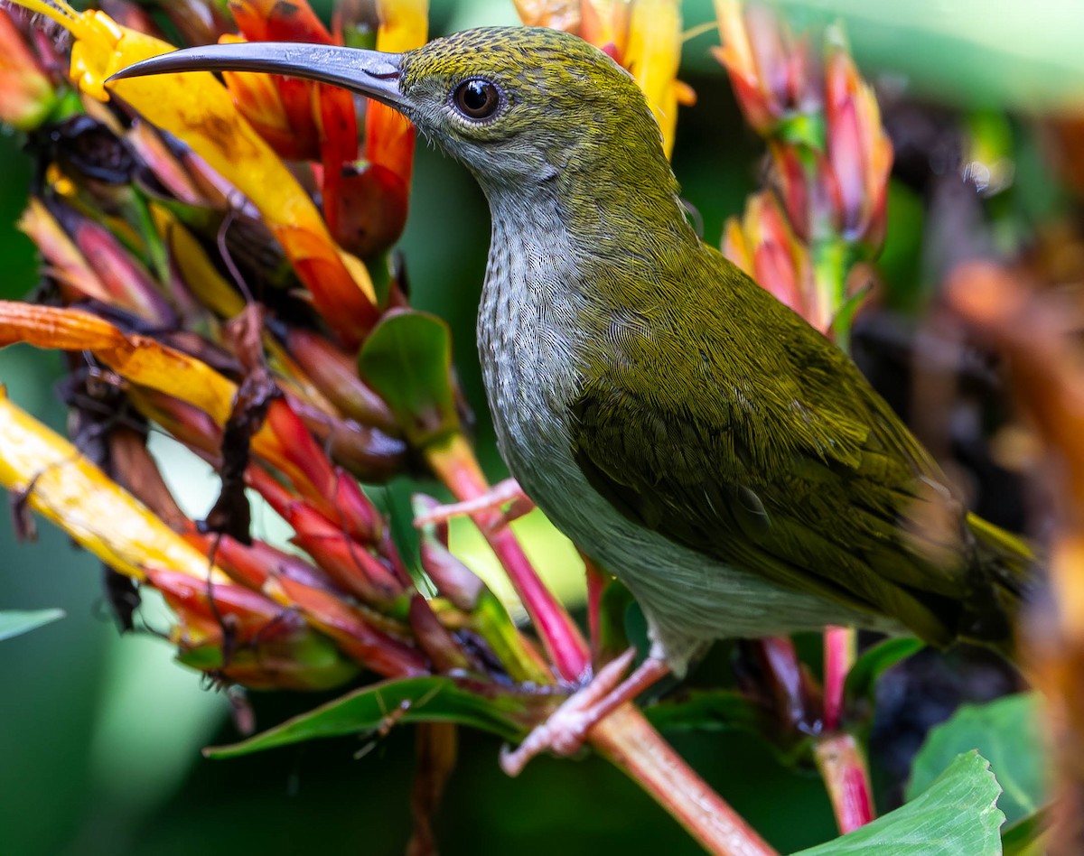 Gray-breasted Spiderhunter - ML619747094