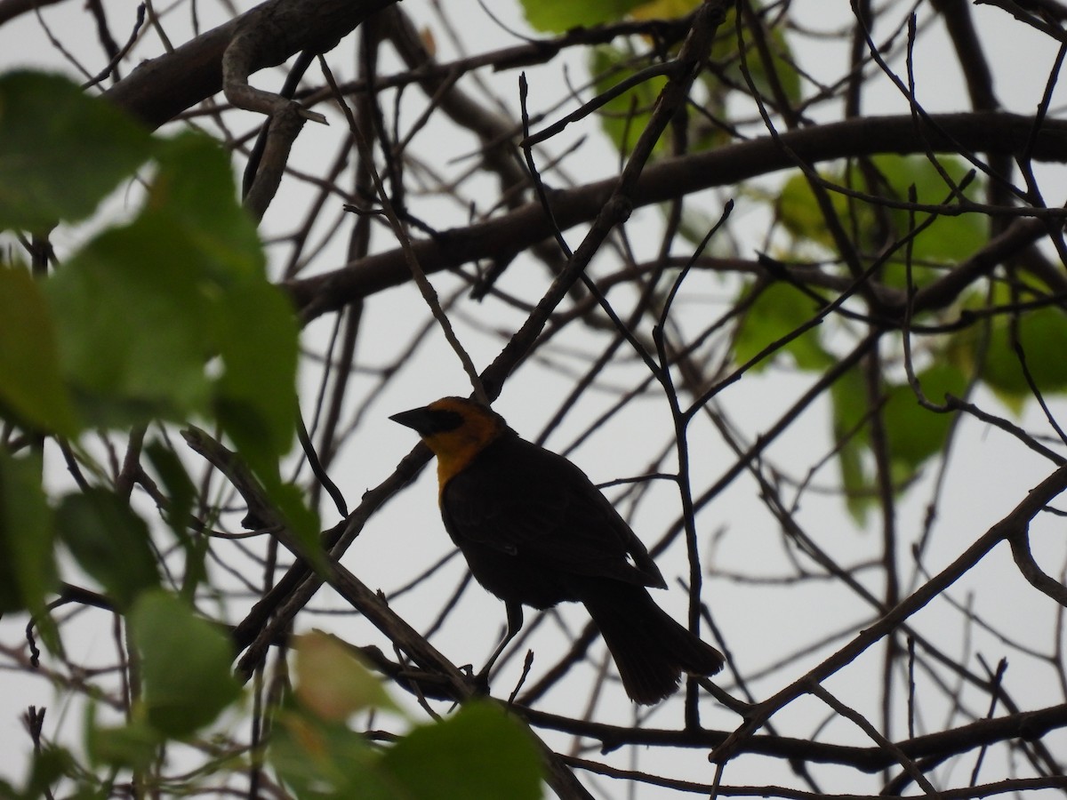 Yellow-headed Blackbird - ML619747096