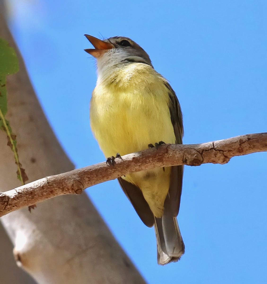 Lemon-bellied Flyrobin - ML619747101