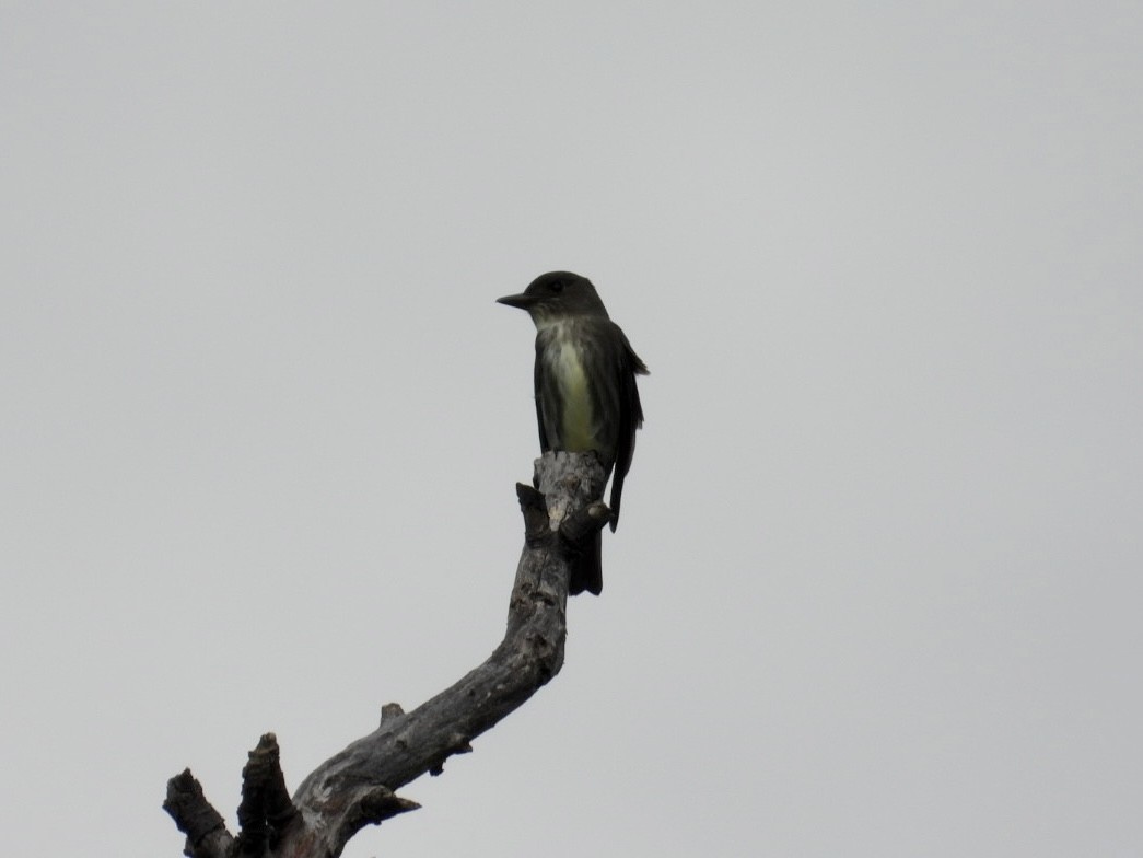 Olive-sided Flycatcher - ML619747122