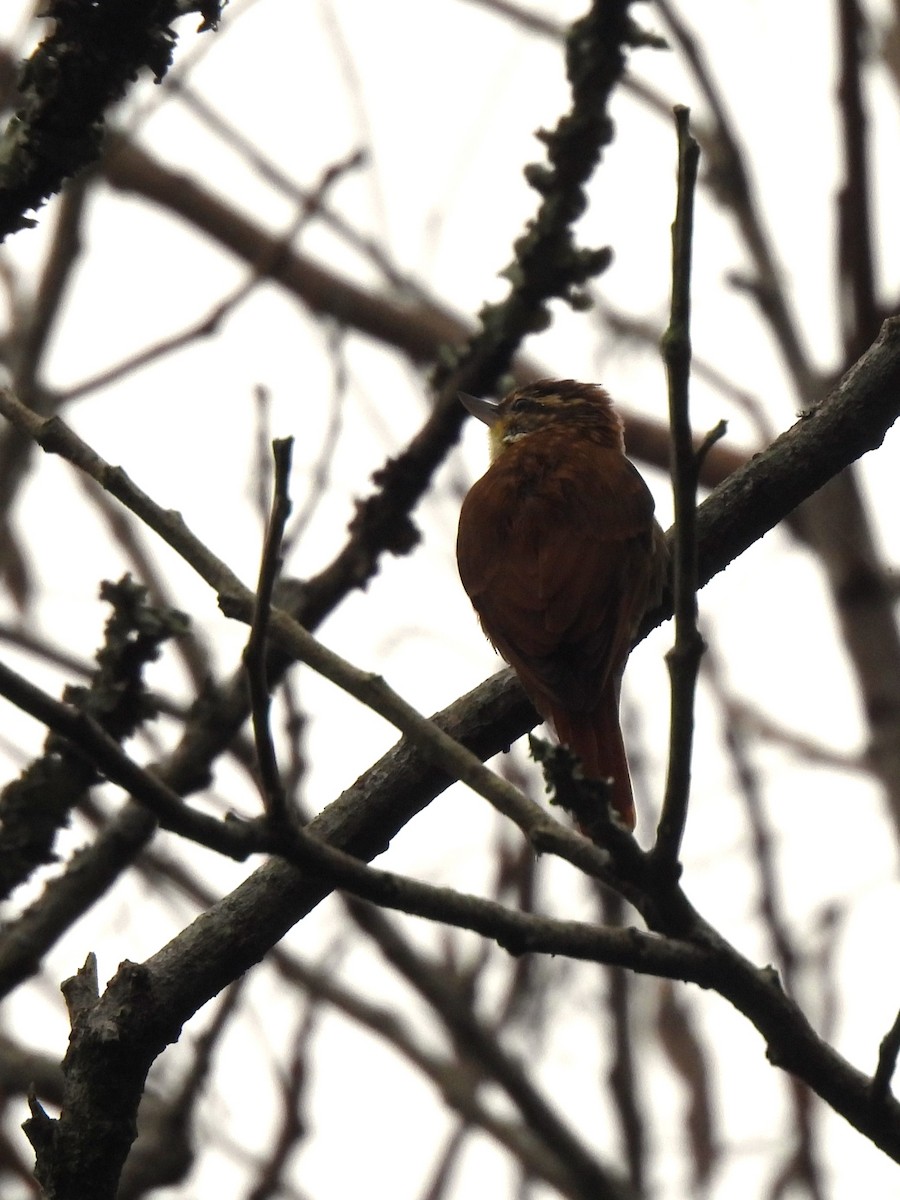 Streaked Xenops - Maria Lujan Solis