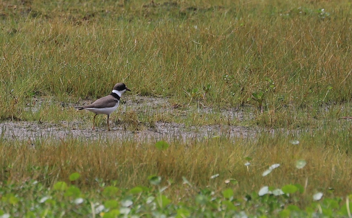 Semipalmated Plover - ML619747150