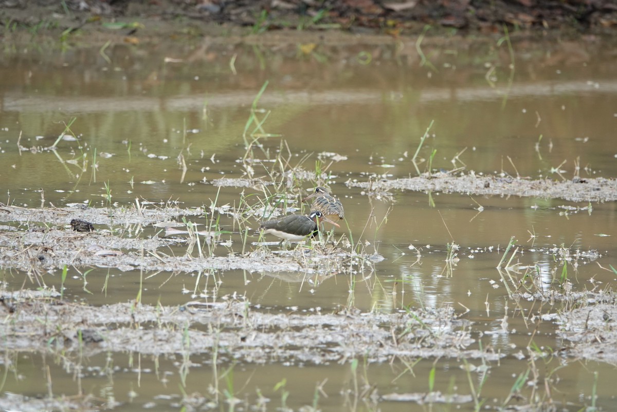 Greater Painted-Snipe - ML619747151