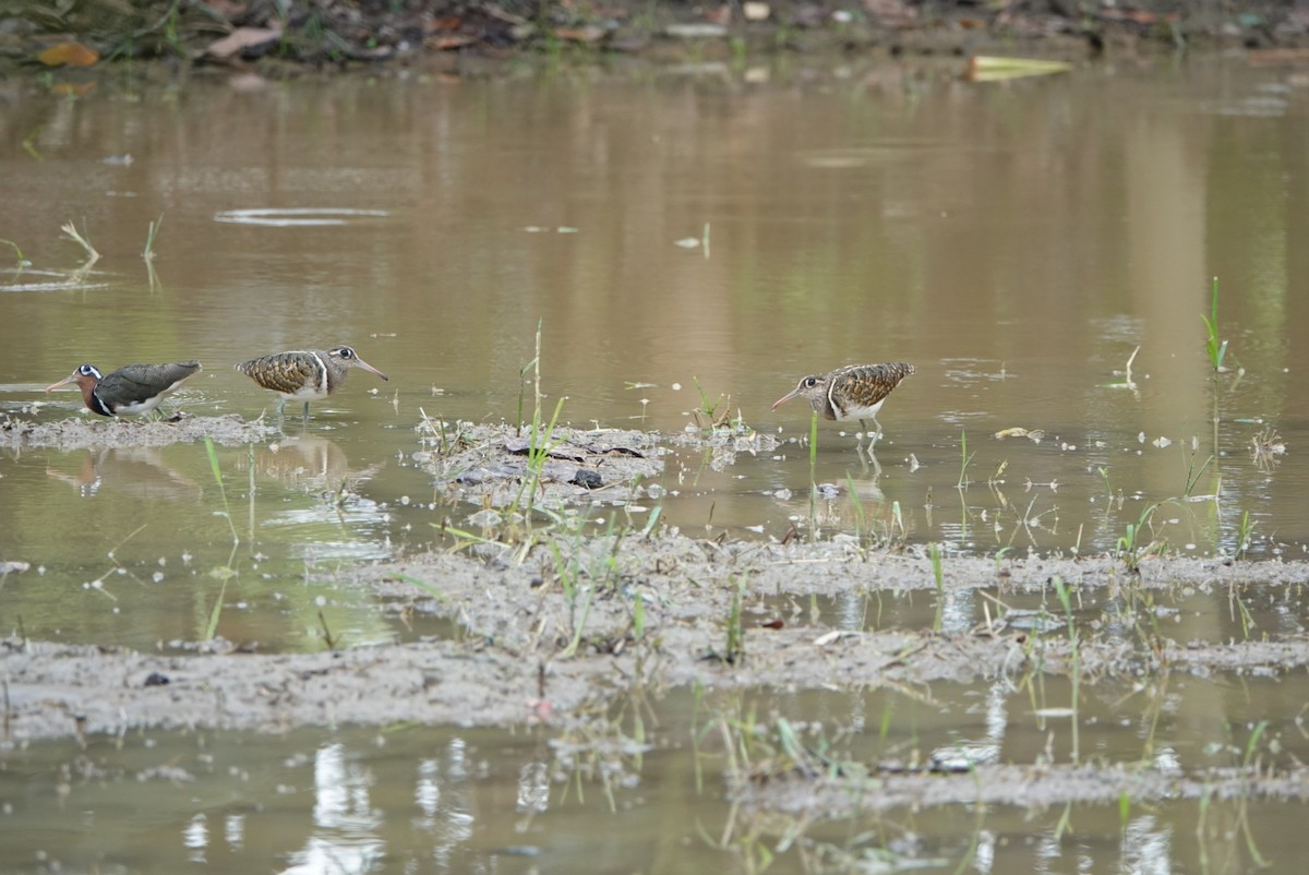 Greater Painted-Snipe - ML619747152