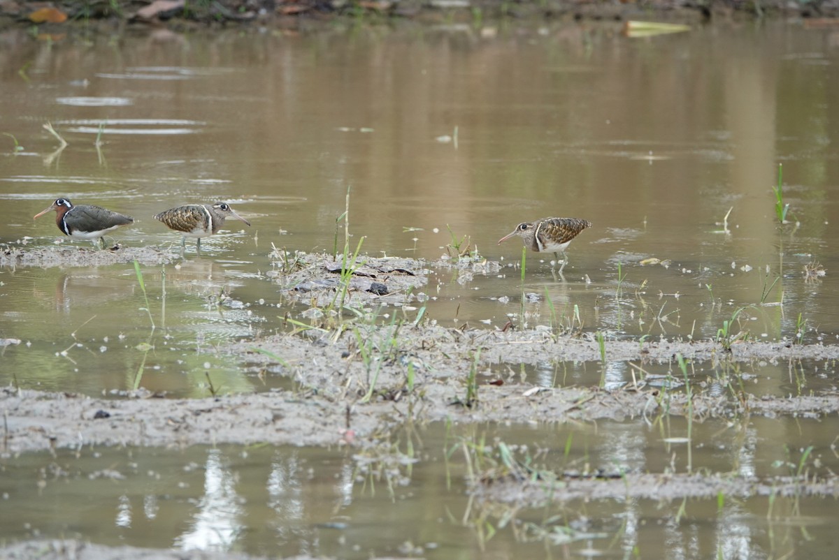 Greater Painted-Snipe - ML619747153