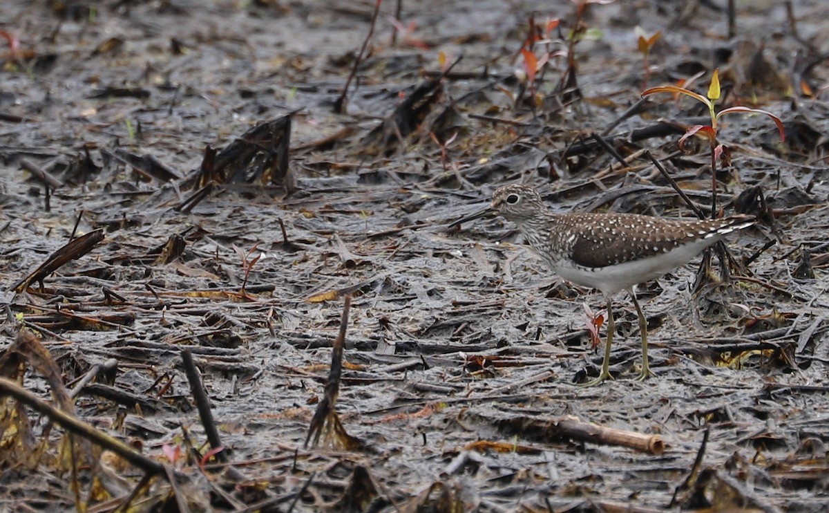 Solitary Sandpiper - ML619747159