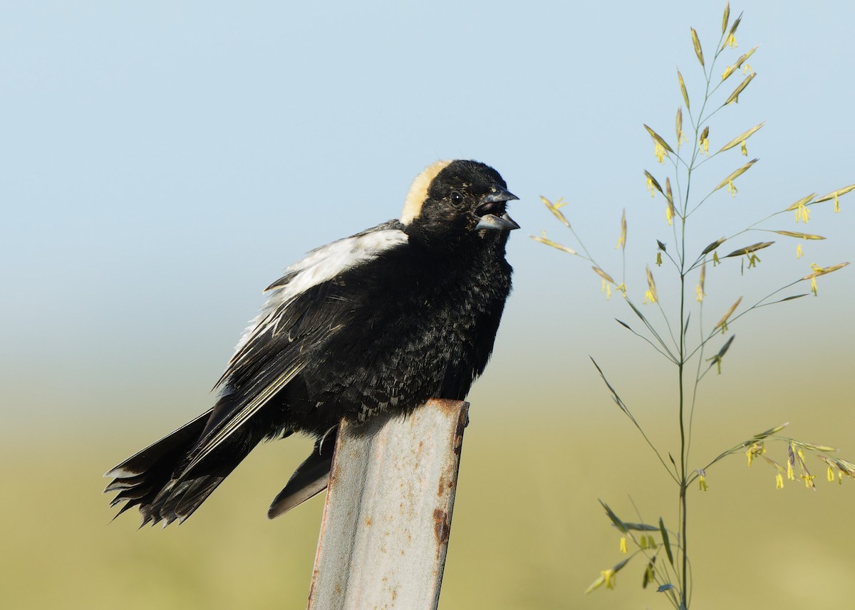 bobolink americký - ML619747183