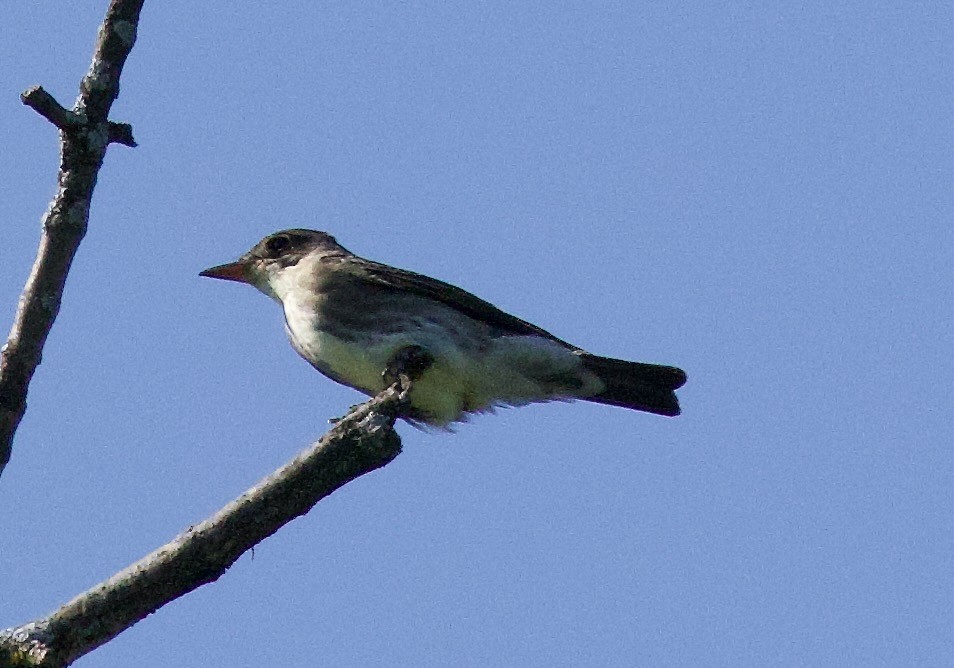 Olive-sided Flycatcher - ML619747192