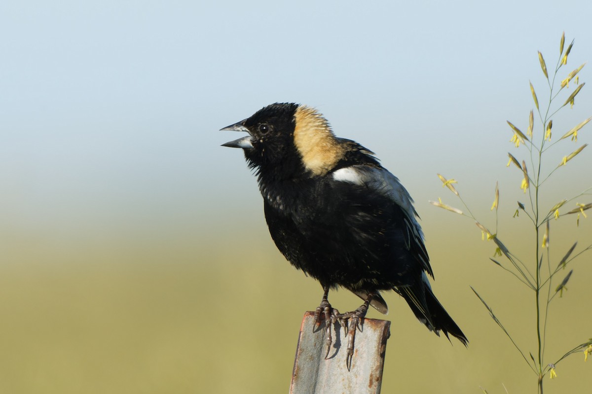 bobolink americký - ML619747199