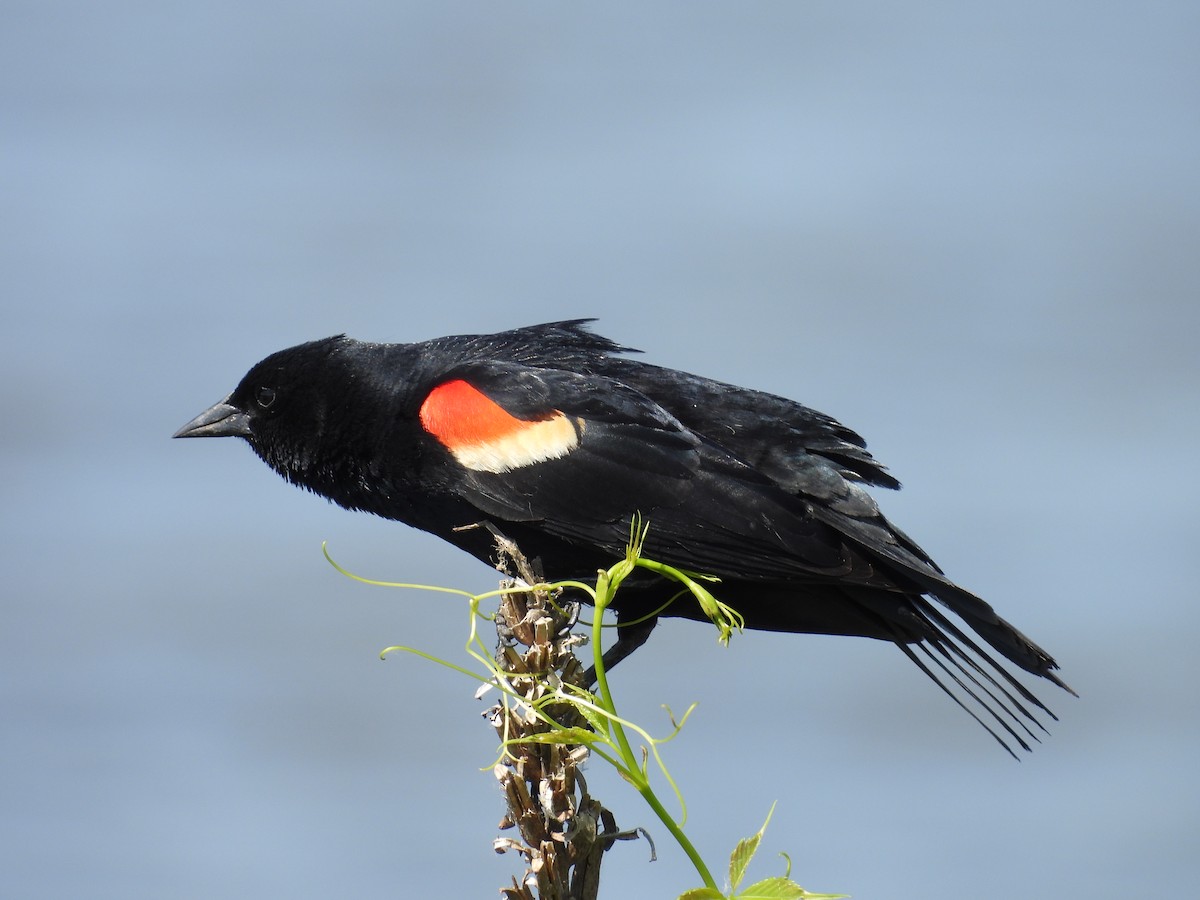 Red-winged Blackbird - ML619747210