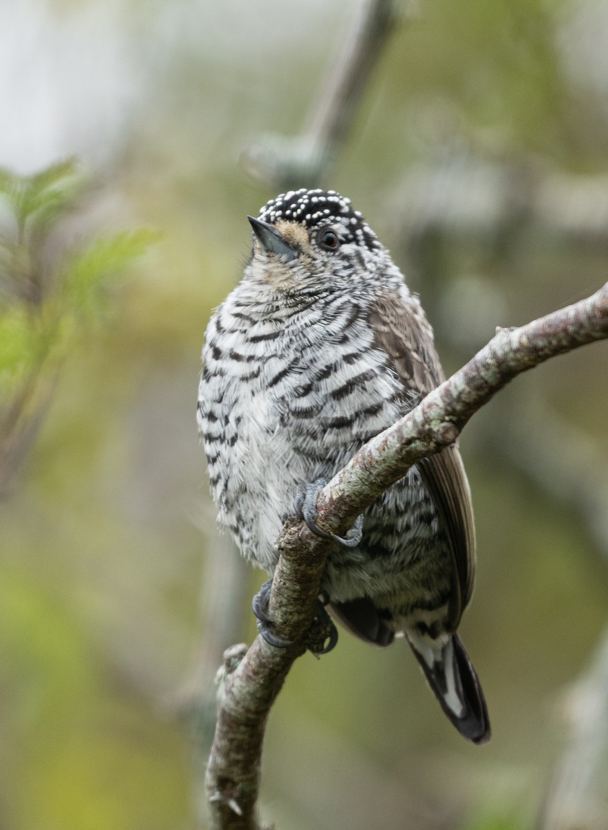 White-barred Piculet - ML619747211