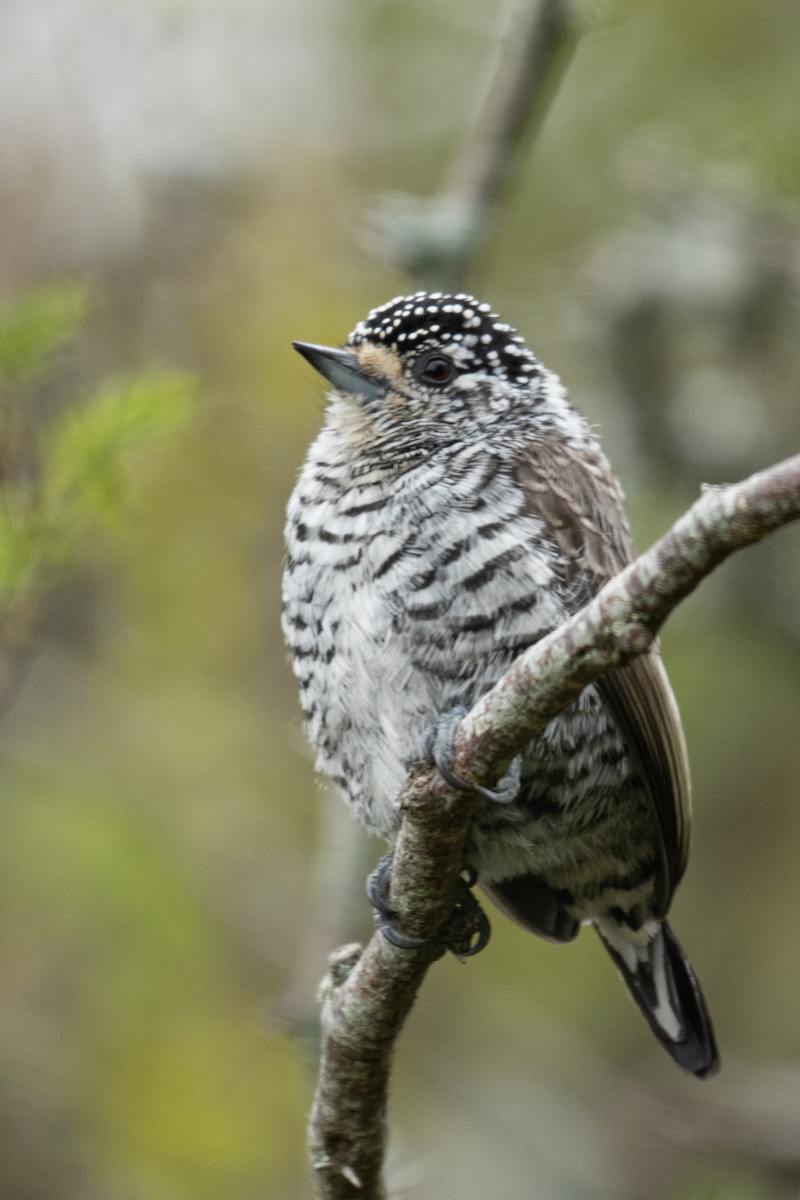 White-barred Piculet - ML619747212