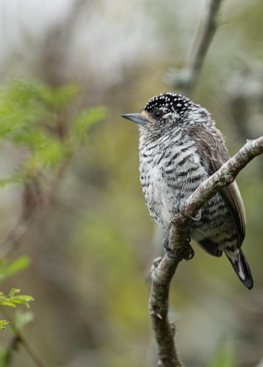 White-barred Piculet - ML619747213